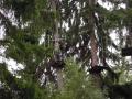 gal/2017/14_Basecamp Sumava/_thb_DSCN8767.JPG